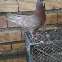 پرشی|پرنده|لالجین, |دیوار