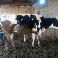 گاو ابستن 9ماه