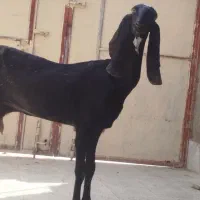 بز پنجاپ وکاموری
