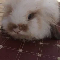 خرگوش لوپ ۳ماهه