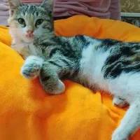 واگذاری گربه