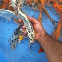 ماهی کوی ۱۵ تا ۲۵ سانت|ماهی|رشت, گیل|دیوار