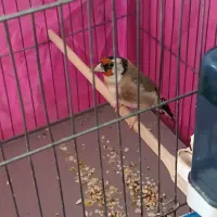 سهره،سقا ماده