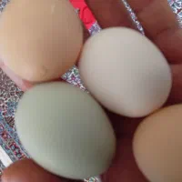 تخم مرغ محلی و لاکندزی