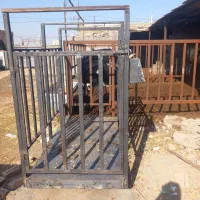 باسکول‌دامکش‌‌گاو‌گوساله‌