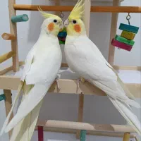 سلام لطفاً بااین شماره تماس بگیرید