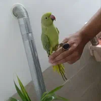 طوطی