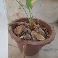 چند نوع گل