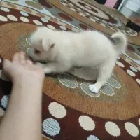 توله سگ اشپیتزپامر سه ماهه