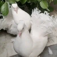 کبوتر دم چتری