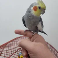 عروس هلندی سالم