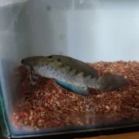 چانا بلو پالچرا