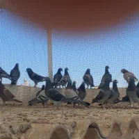 مسافتی مسابقه دهنده