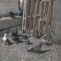 دسته کبوتر|پرنده|کوه چنار, |دیوار