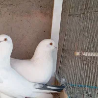 کفتر پرشی|پرنده|سیرجان, |دیوار