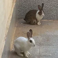 خرگوش