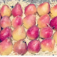 فروش انواع نهال پیوندی|گل و گیاه طبیعی|میاندوآب, |دیوار