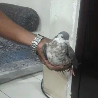 کبوتر