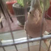 عروس هلندی|پرنده|تهران, شهرک زینبیه|دیوار