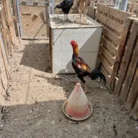 فروش تخم نطفه دار وجوجه