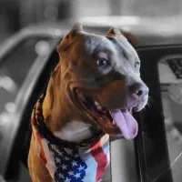 گمشده|حیوانات|بیجار, |دیوار