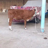 گوساله سمینتال ماده