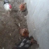 مرغ تخمگذار