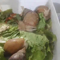 حلزون آلبینو