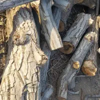 خرید چوب باغات|خدمات باغبانی و درختکاری|چناران, |دیوار