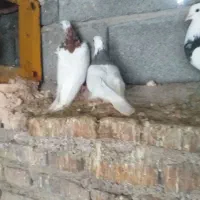 طوقی|پرنده|جیرفت, |دیوار