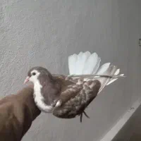 کبوتر دوبالی وطوقی وسبز ساده سرخ|پرنده|گرگان, |دیوار