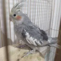 عروس 3ماهه|پرنده|زرند, |دیوار