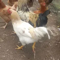 خروس|حیوانات مزرعه|رشت, حومه رشت|دیوار
