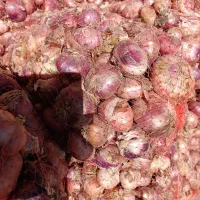 فروش پیاز محلی