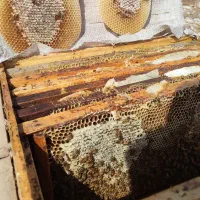 عسل صد در صد طبیعی کنار وحشی هرمزگان و ژل رویال|خوردنی و آشامیدنی|مشهد, ایثارگران|دیوار