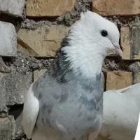 طوقی|پرنده|شادگان, |دیوار