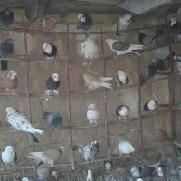 تعداد ۴۰جفت شازده وابلغ وسبز وهما|پرنده|مبارکه, |دیوار