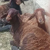 بره افشاری برای مال داری خوبه  وزنش 35کیلو میشه