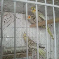 طوطی عروس هلندی بالغ سالم و سرحال