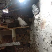 کفتر یا کبوتر