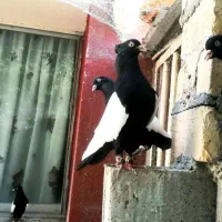 چند عدد دم سفید چشم نوک سفید  مهرمهر