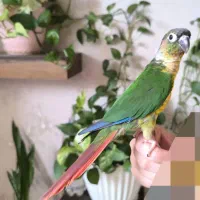 گرینچیک نر سخنگو|پرنده|شیراز, دشت چنار|دیوار