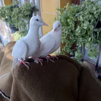 کبوتر خانگی