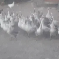 غاز بالغ|حیوانات مزرعه|کوزران, |دیوار