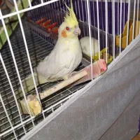 یک جفت عروس هلندی