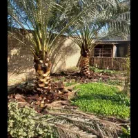 باعبانی وهرس کردن|خدمات باغبانی و درختکاری|اهواز, فاز ۲ پادادشهر|دیوار