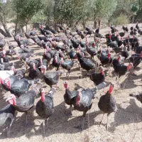برنز انگلیسی|حیوانات مزرعه|مراغه, |دیوار