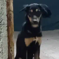 واگذاری میکس دوبرمن و ژرمن