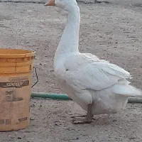 غاز نر