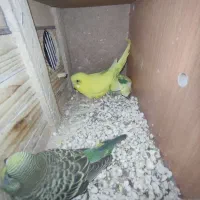 یک جفت مرغ عشق مولد با دوتا جوجه دو ماهه|پرنده|رباطکریم, شهرک والفجر|دیوار